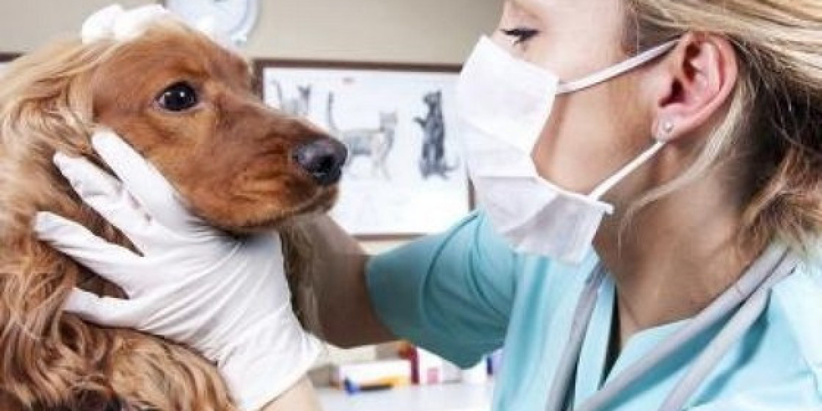 Alimentación para perros con complicaciones hepáticas: Guía completa