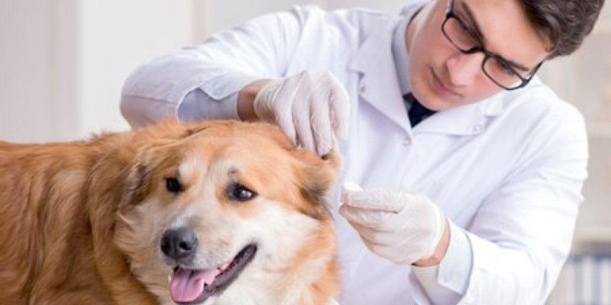 Dog Kidney Failure: Stages Chart and Resources