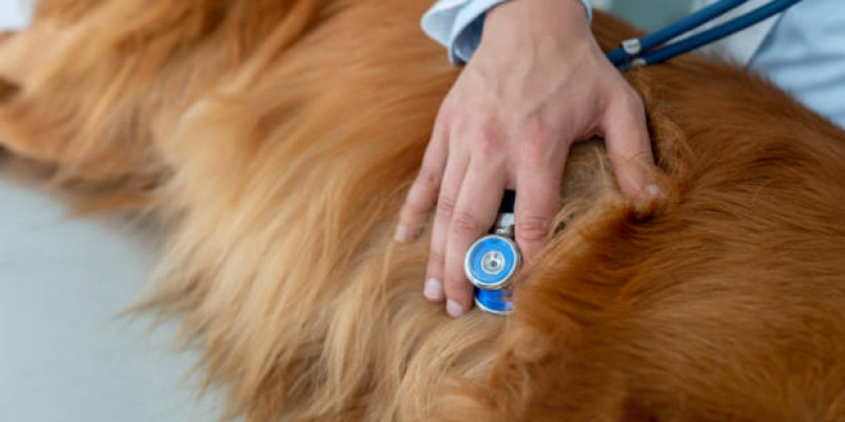 14 Signs of Kidney Failure in Dogs