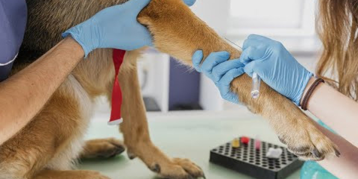 Veterinarios logran resolver un caso clínico poco frecuente gracias a la radiología