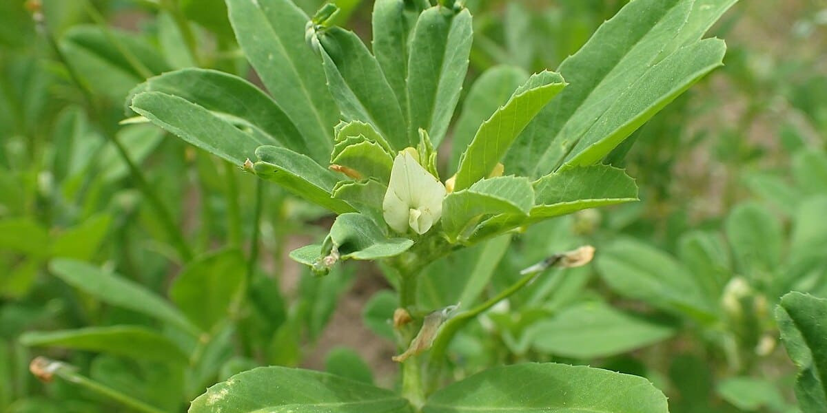 Té de ruda: Para qué sirve y cuáles son los beneficios para la salud